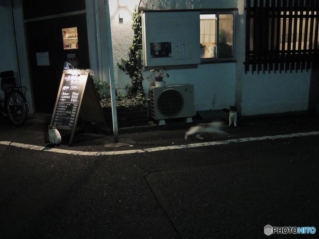 のらの集まり