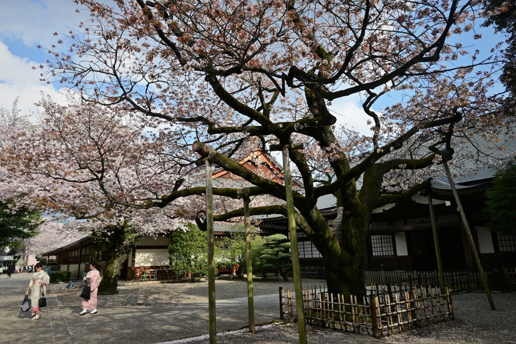 さくらふぶき・・・
