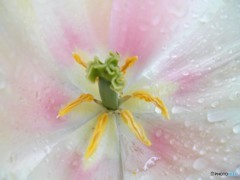 Tulip in the rain