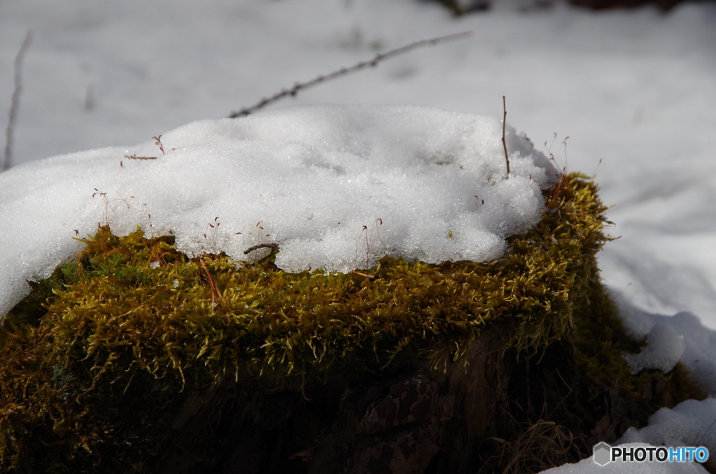 Snow and moss