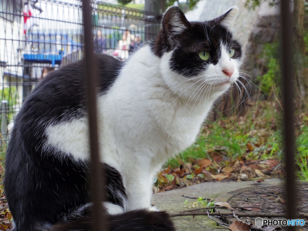 ねこひろしです。・・・山手お写んぽ～
