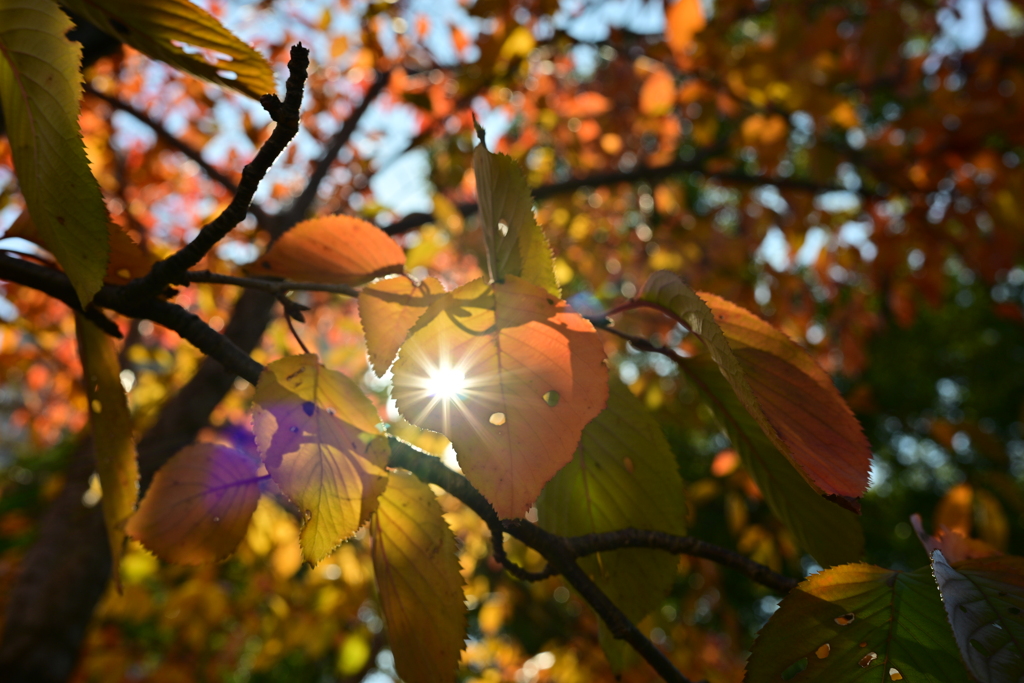みかんの心星・・・か、