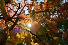 みかんの心星・・・か、