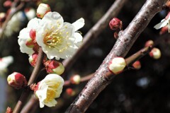 ume