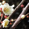 ume