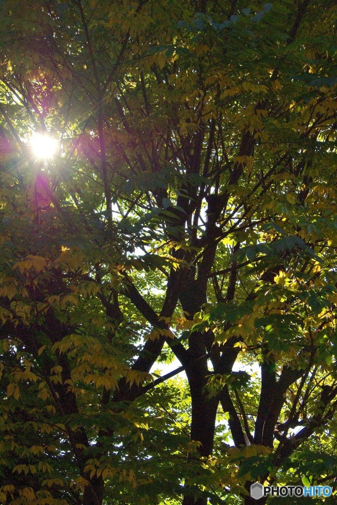 大師公園の木漏れ日