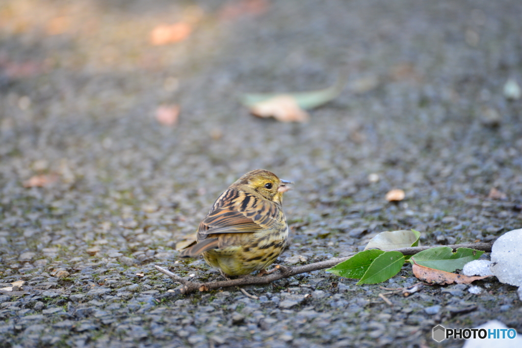 トラツグミさん・・・かな？
