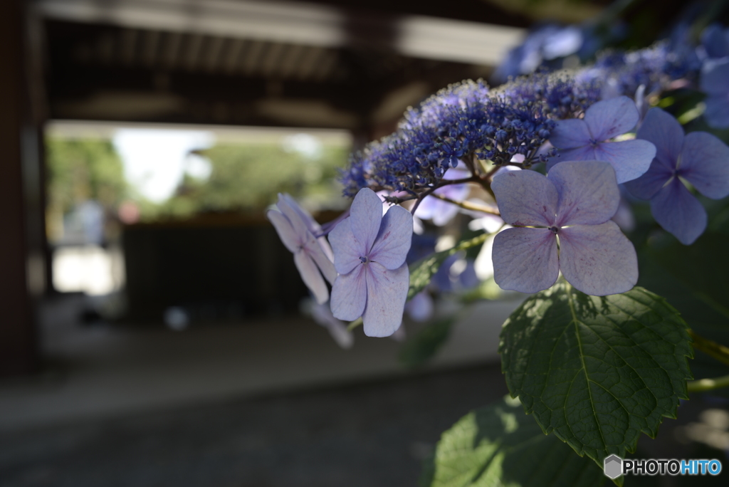 今日の紫陽花