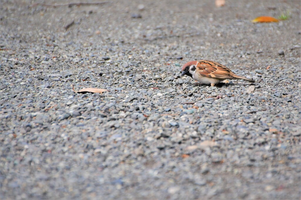 泊るところは・・・HOTEL-CALIFORNIAかい？