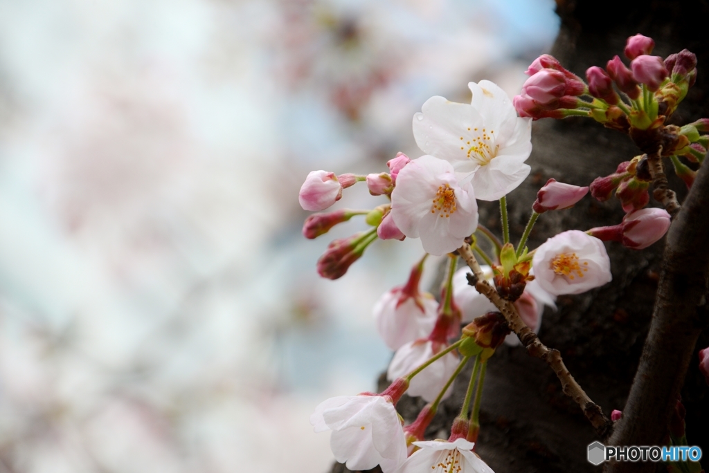 DSC_6542 sakura