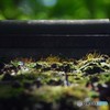 皐月の、こもれ日