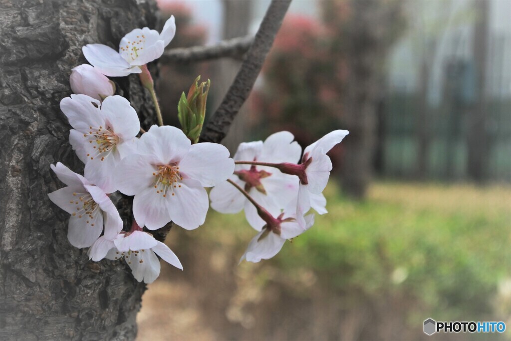 雨天時の合間の・・・桜