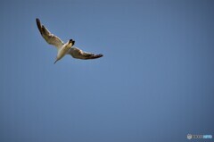 羽田の海鳥
