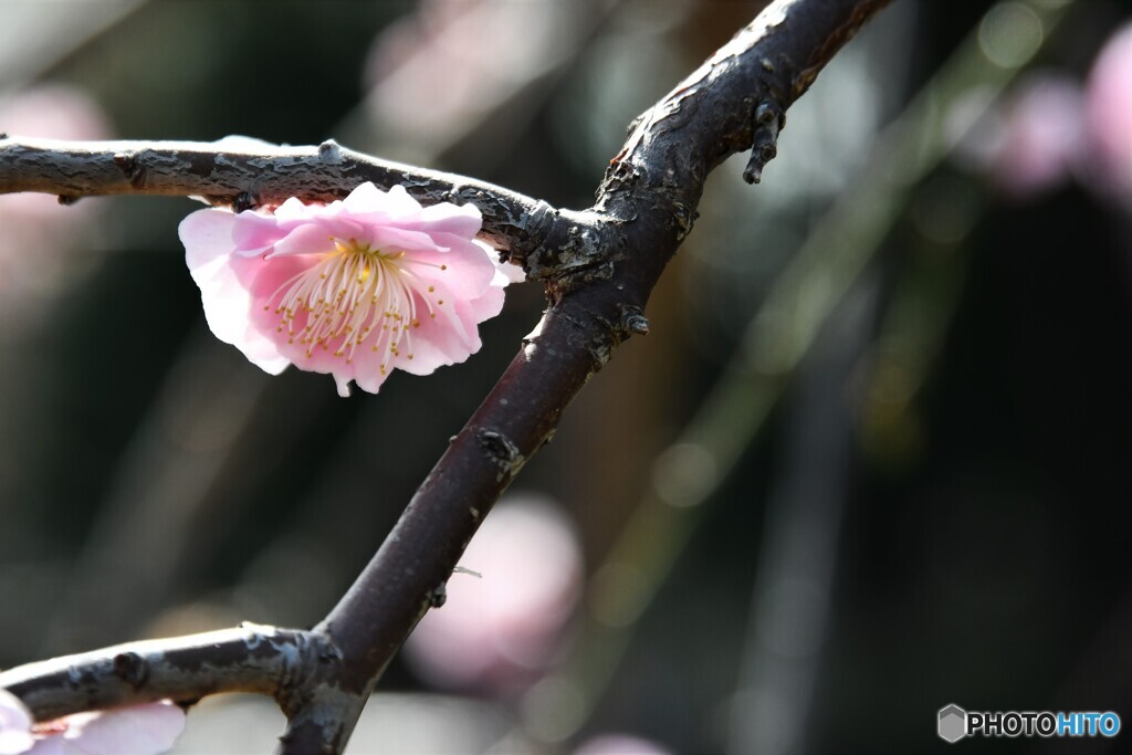 ume