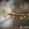 春の音