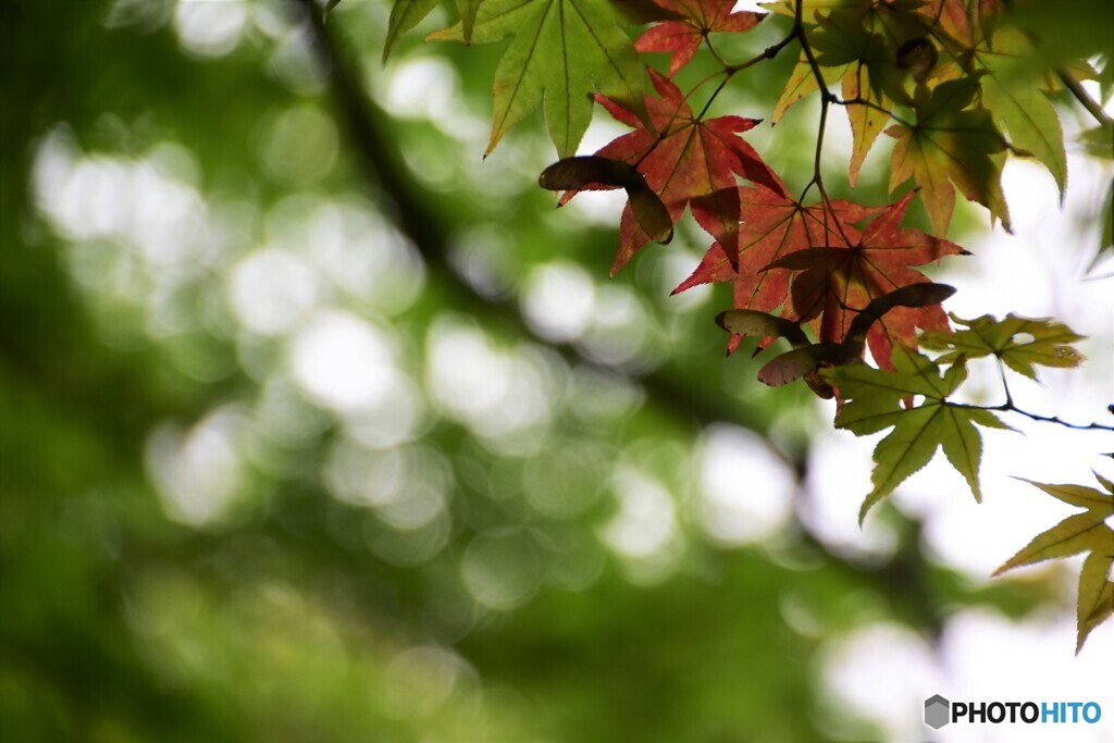 京都で秋をさがそう！