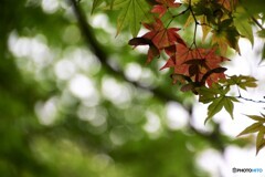 京都で秋をさがそう！