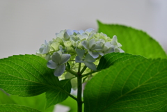 紫陽花
