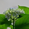 紫陽花