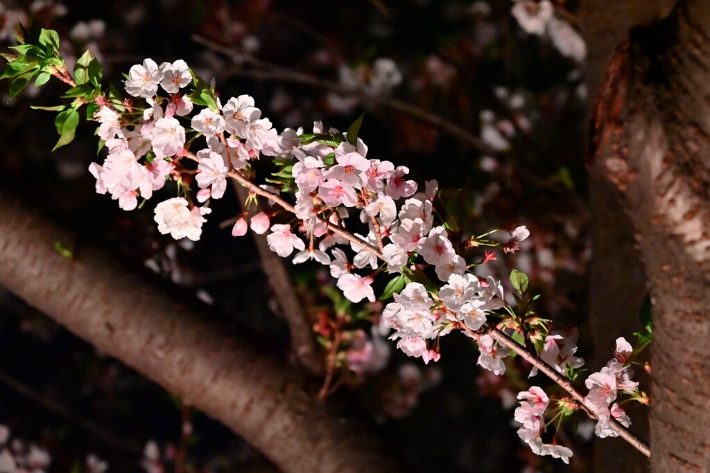 夜桜・・・