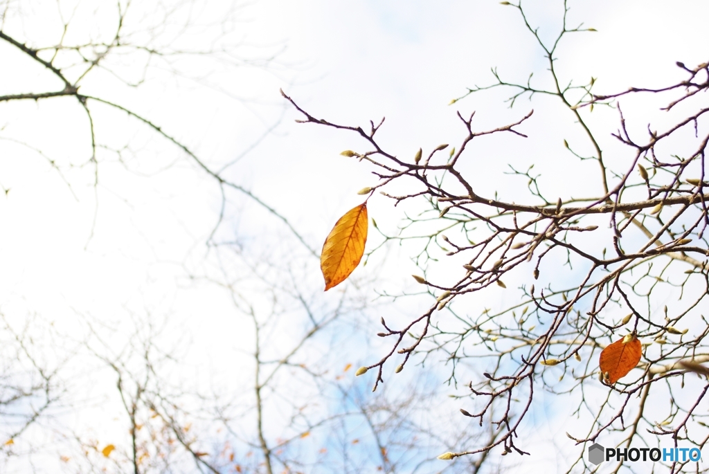 autumn・・・（まだ、がんばっています^^）