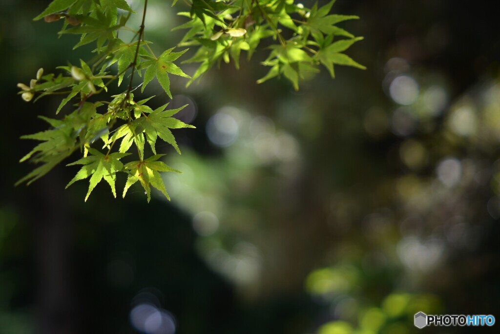 夏・もみじ