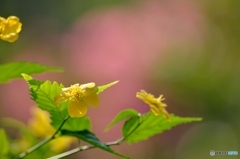 東御苑の黄色い花