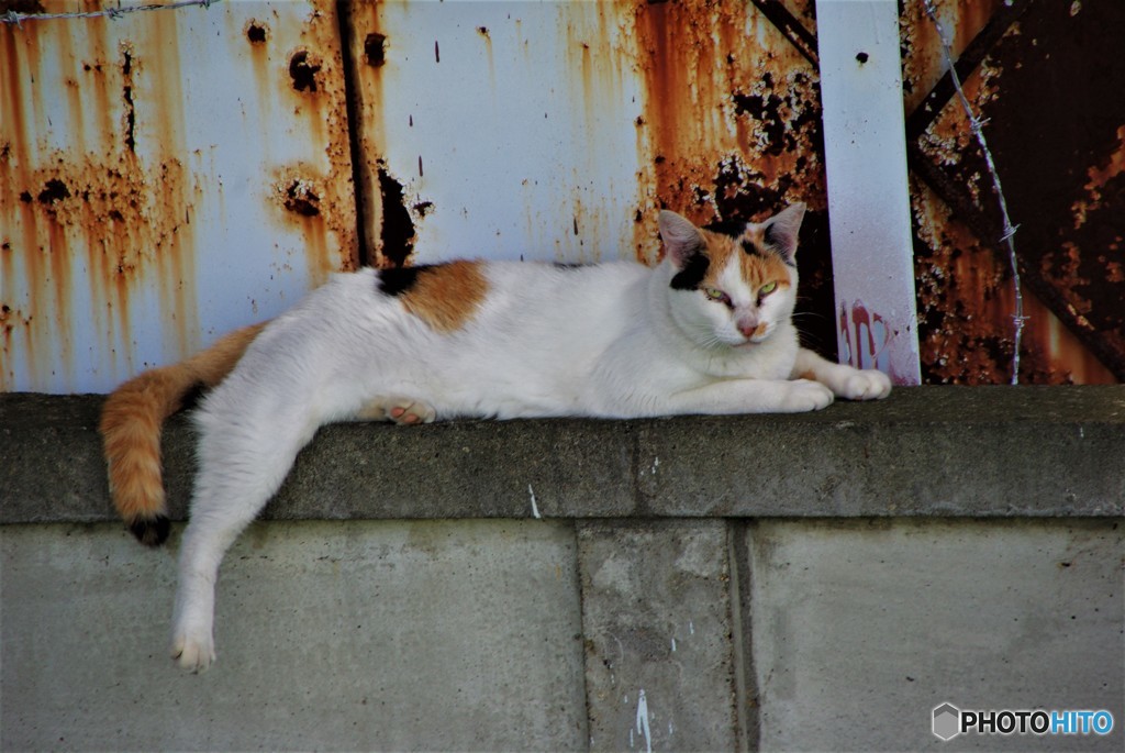 三毛猫のらの事件簿・・・