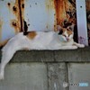三毛猫のらの事件簿・・・