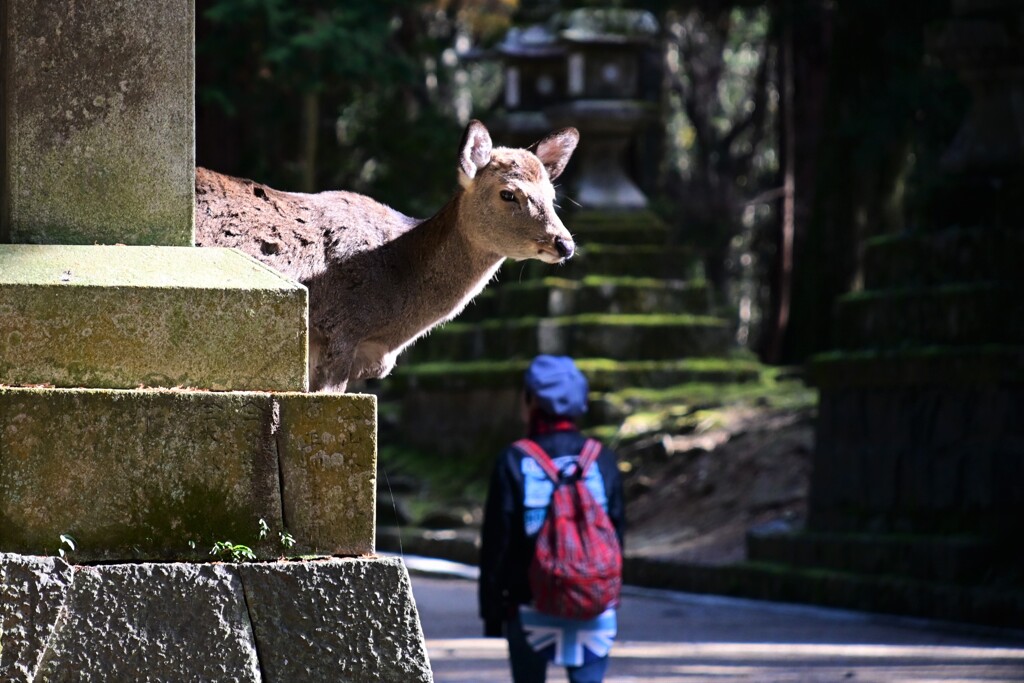 春日に参拝ですかい・・・