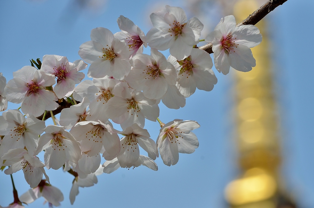 桜の合唱団