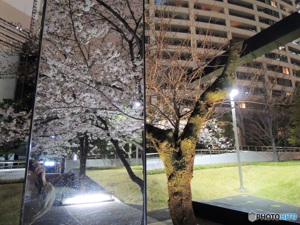 夜桜・・・(ミラーver．）