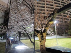 夜桜・・・(ミラーver．）