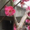 梅