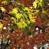 紅葉狩り・・・