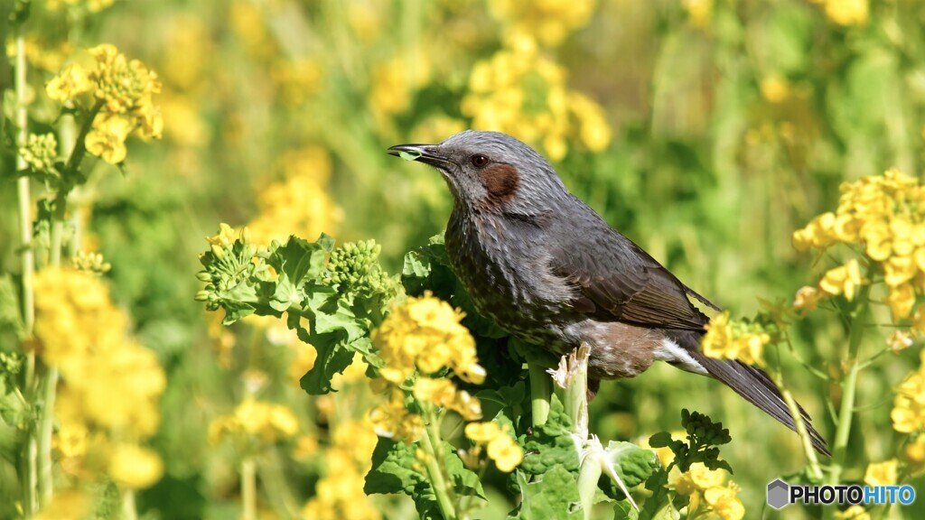 菜の花は・・・旨い！