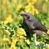 菜の花は・・・旨い！