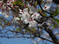 鎌倉のさくら