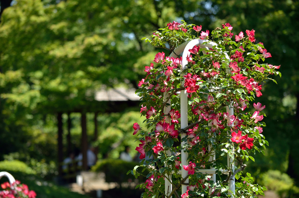 Rose decoration