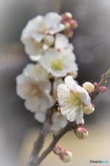 きょうの，梅の花