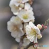 きょうの，梅の花