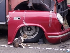 廃車と・・・のら