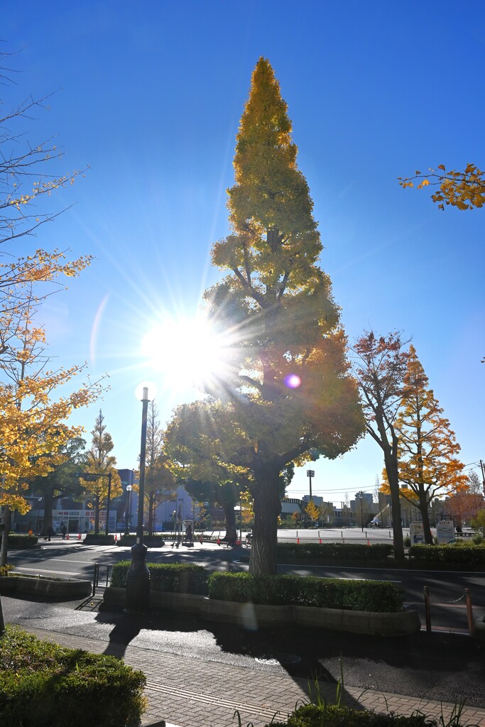 Colored leaves backlight