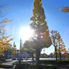 Colored leaves backlight