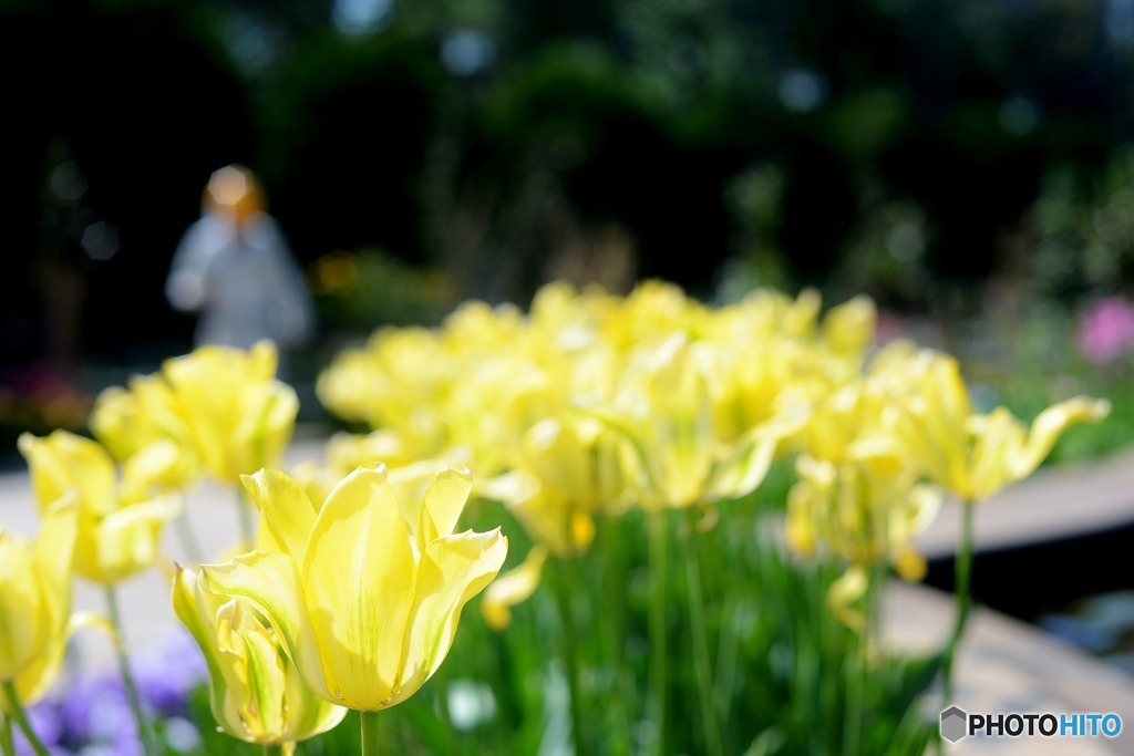 yellow