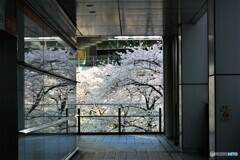 奥の桜に・・・