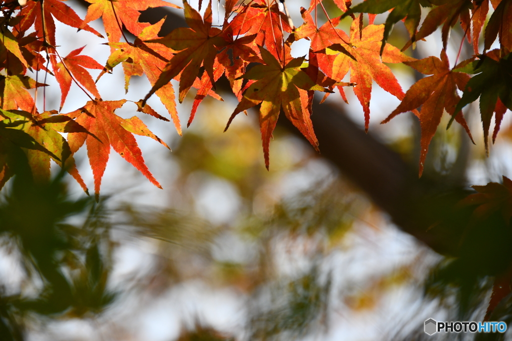 禅寺の紅葉
