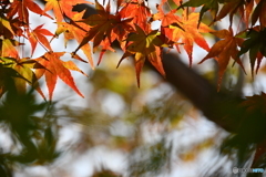 禅寺の紅葉