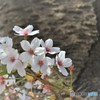 昨年の・・・さくらで