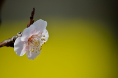 菜のなかの花